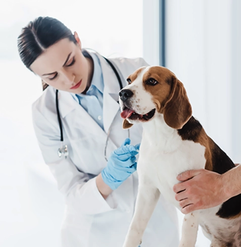 Şereflikoçhisar Veteriner