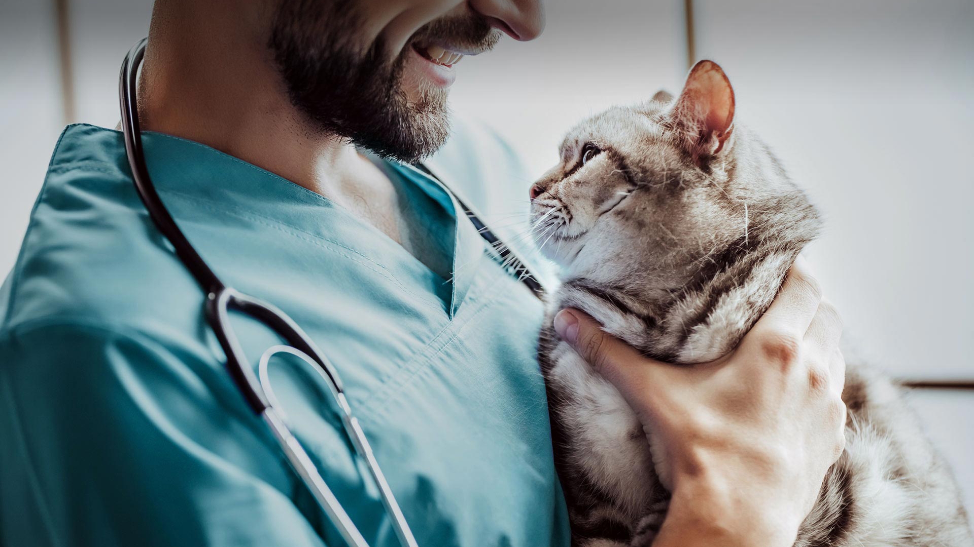 Şereflikoçhisar Veteriner